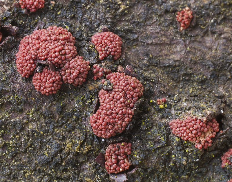 Nectria punicea